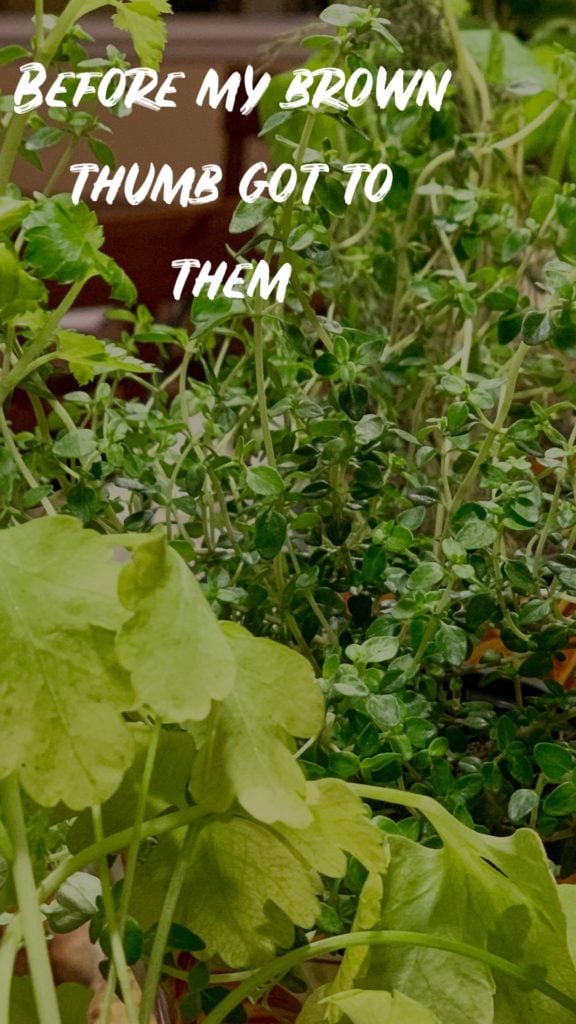 healthy fresh herb plants