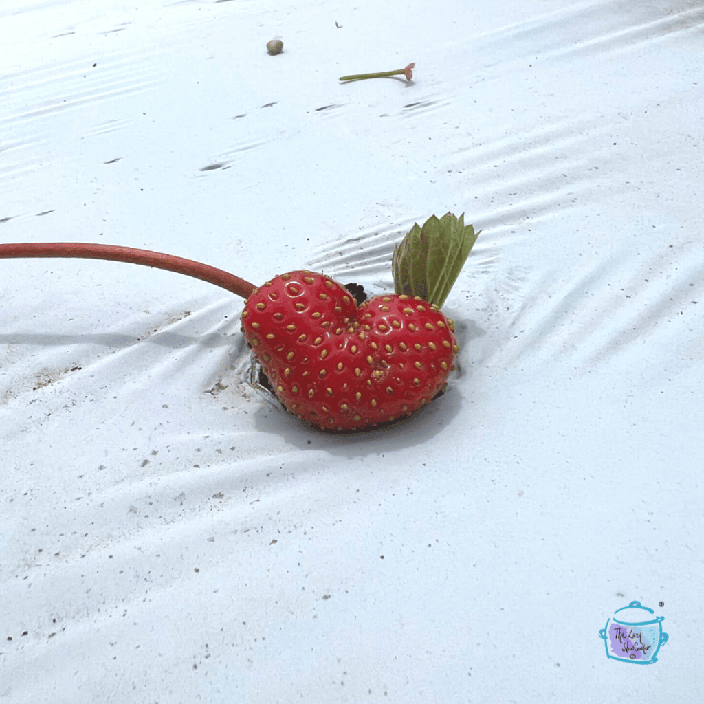 a single heart shaped strawberry still on the vine waiting to be picked