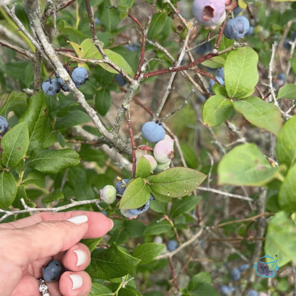 picking blueberries off of the bush