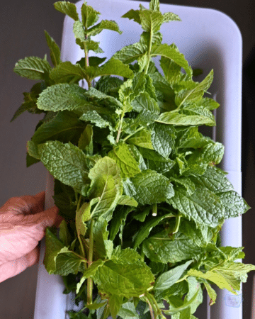 Slow Mints Slow Cooker Mint Simple Syrup - The Lazy Slow Cooker